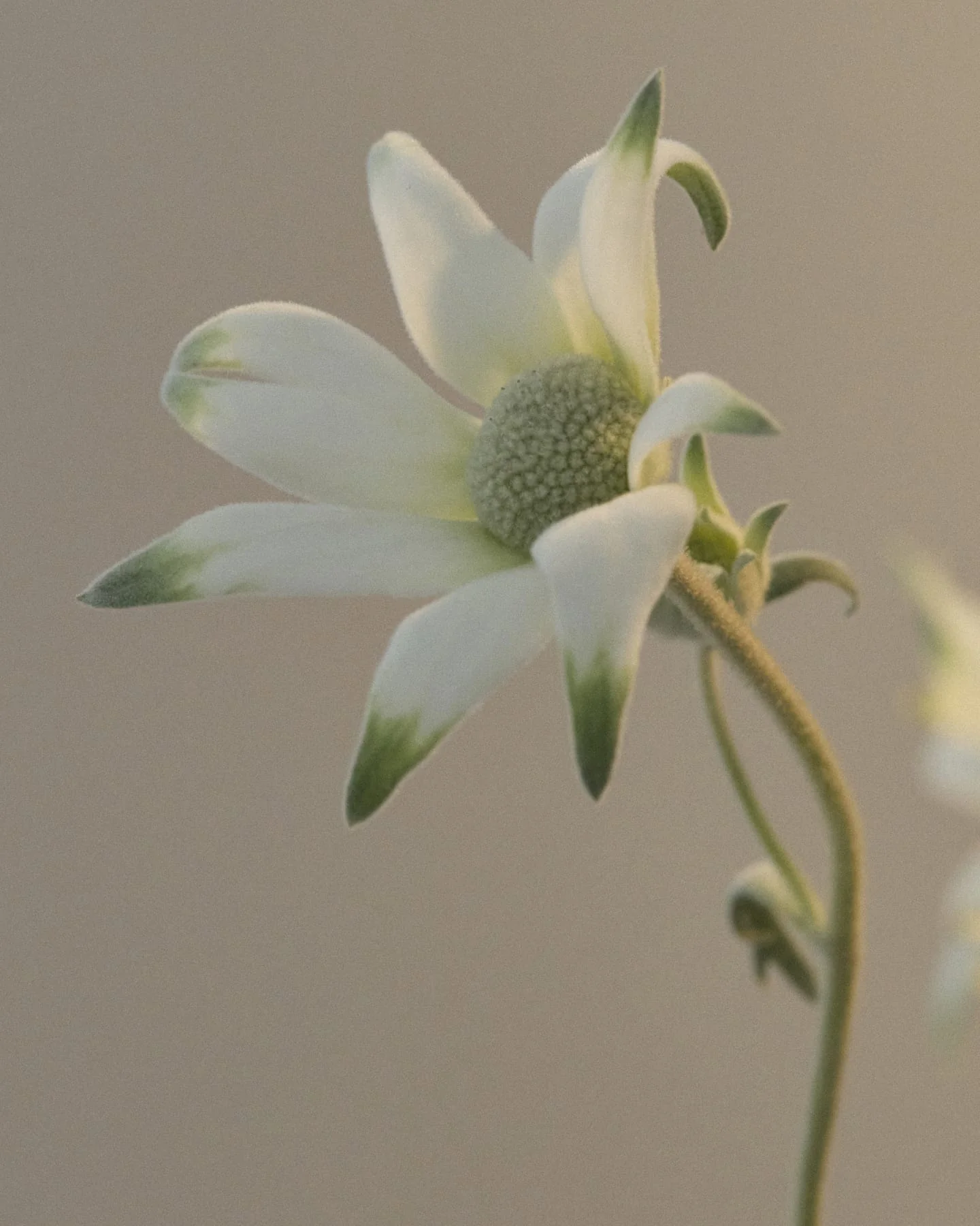 Flannel Flower: Mini Hand Duo - Image 4