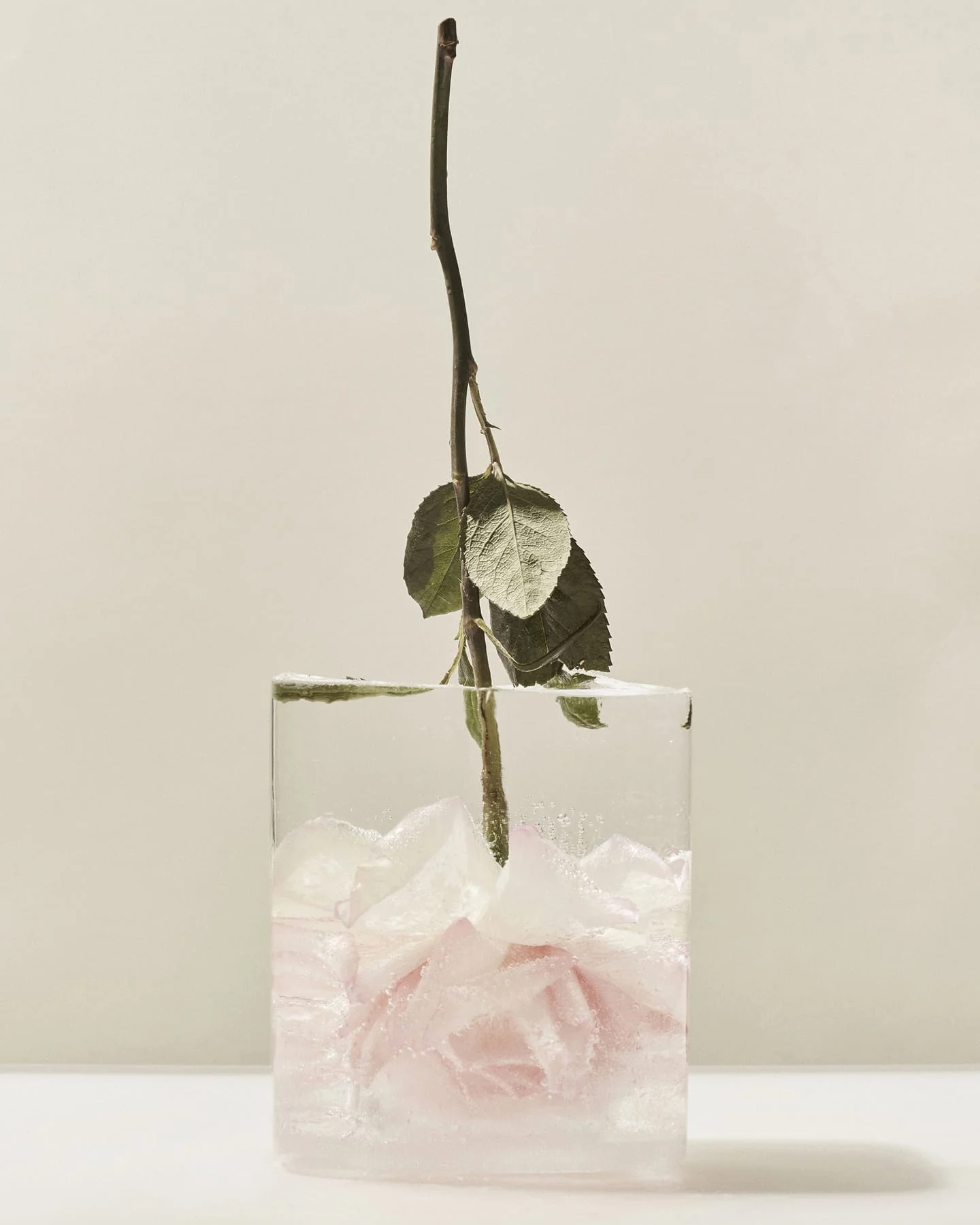 Wild Rosella Body Lotion - Image 4